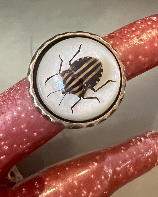 Pajaro Negro Striped Beetle Round Ring
