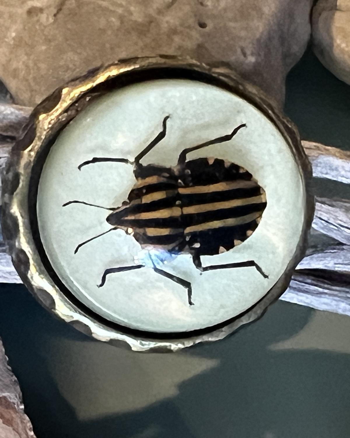 Pajaro Negro Striped Beetle Round Ring